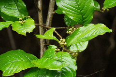 Embelia tsjeriam-cottam